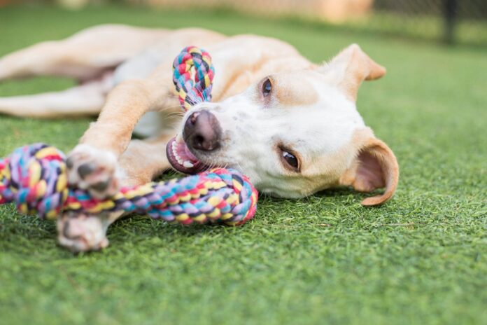 Puppy daycare can help make taking care of your dog easier while making your dog healthier and happier.