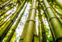 Advantages of bamboo clothing