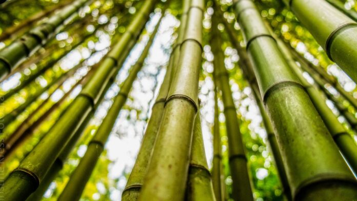 Advantages of bamboo clothing